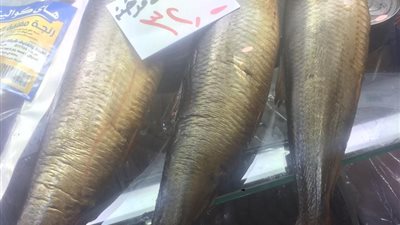 700 كيلو فسيخ و90 صندوق رنجة.. حملات التموين تلاحق الأسماك الفاسدة خلال شم النسيم 