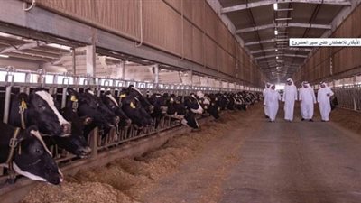 أمير قطر بين الأبقار 