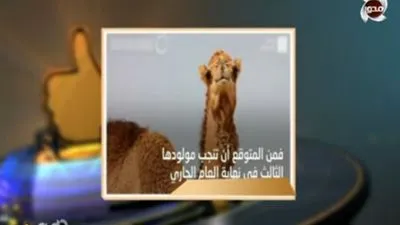 شاهد.. الإمارات تحتفل بإنجاز استنساخ الإبل