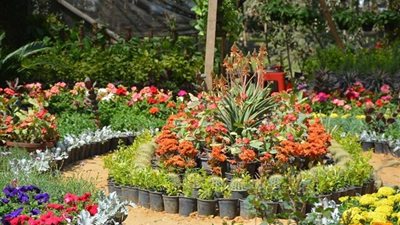 غدًا.. حفل ختام معرض زهور الربيع بحديقة الأورمان