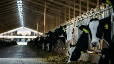 ثابت: الزراعة والثروة الحيوانية حجر الزاوية في دعم الاقتصاد القومي