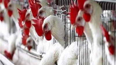 متخصص في سلامة الغذاء: محلات بيع الدواجن قنبلة موقوتة بمصر