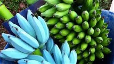 بعد انتشاره على السوشيال ميديا.. ما هي قصة الموز الأزرق؟