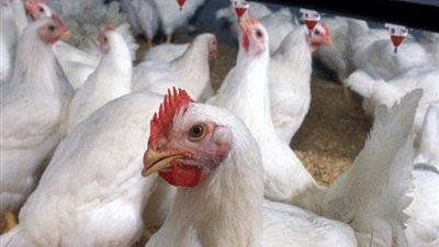 سعر الدواجن اليوم | الخميس 16 مايو 2019 ومتابعة مستمرة من بورصة الدواجن العمومية