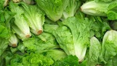 تعرف على فوائد الخس لتنشيط الكبد وعلاج القولون العصبي