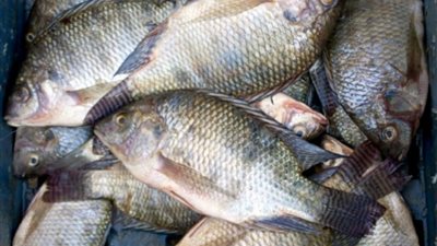 أسعار السمك ترتفع في الأسواق.. والماكريل يسجل 25 جنيهًا 