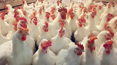 أسعار الدواجن في مصر اليوم الجمعة 24-5-2019