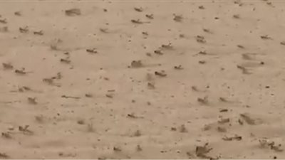 انتشار أسراب الجراد بأعداد كبيرة في الرياض (فيديو)