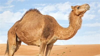 افتراضي تعرف على قدرات الجمل المذهلة .. معلومات شيقة