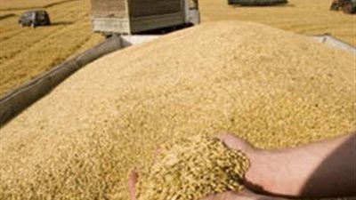 صوامع وشون المنيا تستقبل 291 ألف طن قمح