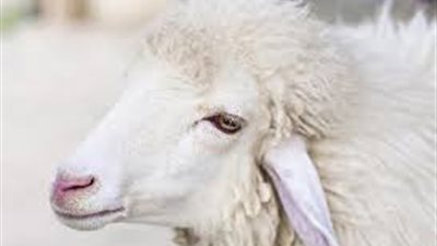 تعرف على موعد إجازة عيد الأضحى لعام 2019