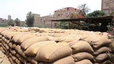 بنسبة 96 % من المستهدف الكلي.. توريد 182 ألف طن قمح للشون والصوامع ببني سويف