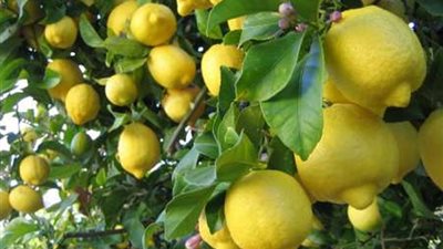 شعبة الخضار والفاكهة تزف بشرى سارة بشأن محصول الليمون 