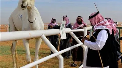 مجلس الوزراء يقرر تمديد المهلة الإلزامية لترقيم الإبل