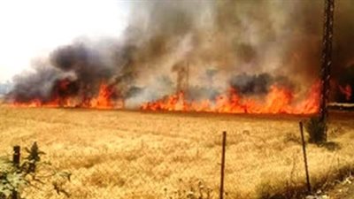 حريق يلتهم شونة أقماح بأسيوط