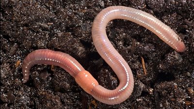 حقائق شيقة عن دودة الأرض.. اكتشفها