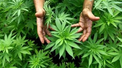 وزيرة النقل الفرنسية: لا نعتزم تقنين حيازة القنب بغرض التعاطى