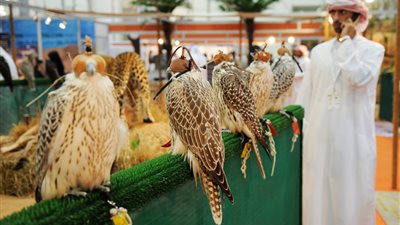 مشاركة سعودية واسعة في معرض أبوظبي الدولي للصيد والفروسية 2019