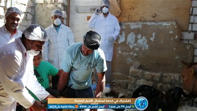 مدير الطب البيطري بالبحر الأحمر لـ