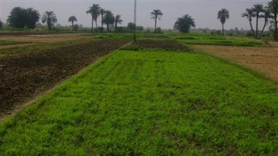 شاهد.. كيف يمكنك الحصول على 5 أفدنة زراعية ومنزل في الوادي الجديد