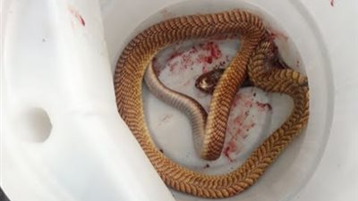  ثعبان يقتل مسنا ويصيب ابنته في الباحة (فيديو)