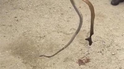 تشييع جثمان قتيل الكوبرا في المندق