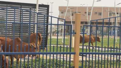 أبقار في محايل تتلف ممتلكات عامة بالملايين