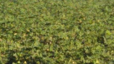 زراعة الفيوم رش 190 فدان اليوم لمكافحة آفة القطن في اليوم الأخير 