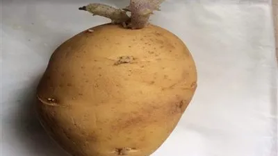 لهذا لزم التوضيح.. هاني الناظر يكشف حقيقة وجود سموم خطيرة في البطاطس