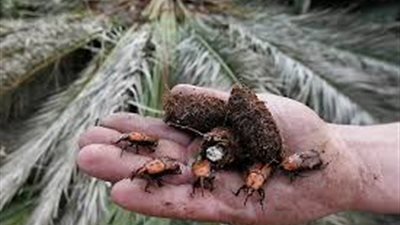 علاج 490 نخلة من سوس النخيل  في الوادي الجديد