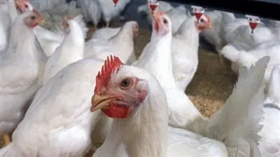 أسعار الدواجن في الأسواق اليوم الأحد 14-7-2019 