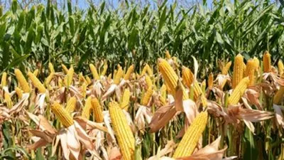 وزارة الزراعة تعلن عن ارشادات مواجهة تأثير الموجه الحاره علي المحاصيل الصيفيه