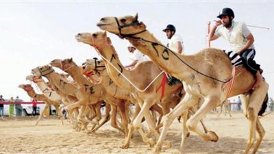 انطلاق مهرجان ولي العهد للهجن أغسطس المقبل ضمن موسم الطائف