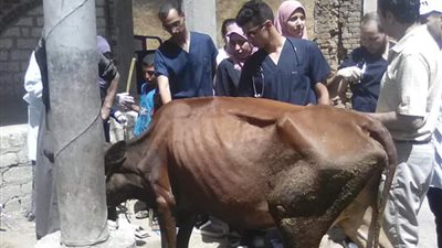 جامعة أسيوط تطلق قوافل بيطرية مجانية بعدد من مراكز وقرى المحافظة