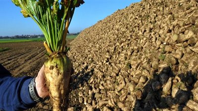 مصر تحقق رقم قياسي جديد في إنتاج محاصيل السكر