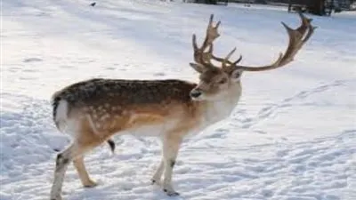 العثور على أكثر من 200 حيوان رنة نافق في القطب الشمالي بسفالبارد النرويج