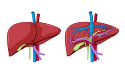 له 5 أنواع .. ماهي طرق الوقاية من التهاب الكبد الوبائي؟
