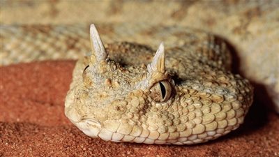 معلومات هامة لا تعرفها عن ثعبان الطريشة التجمع الخامس.. وأبرزها 