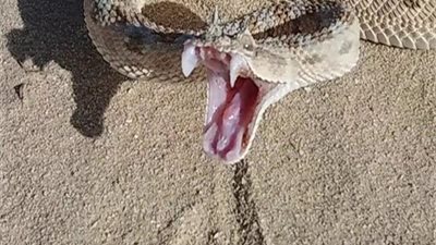 أستاذ بمركز البحوث الزراعية يوجه نصائح للمواطنين بعد ظهور 