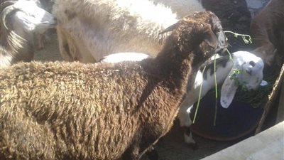 أهالي الغردقة تستغيث من الروائح الكريهة والحشرات من شوادر الأضاحي.. والمحافظ يصدر تعليماته لشرطة المرافق بالإزالة