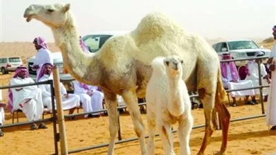 أمير القصيم يوافق على إقامة مزاد للإبل في ضرية
