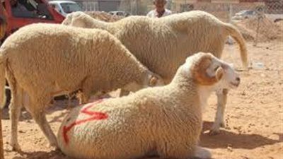 استقرار أسعار لحوم العيد ... ووزارة التموين تضخ كميات كبيرة  بالمجماعات الاستهلاكية 