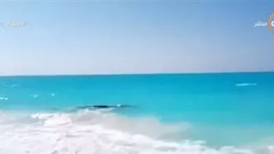 شاهد.. ظهور حوت في أحد شواطئ الساحل الشمالي