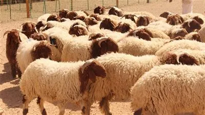 كيف تتفادى حيلة تجار الأضاحي عند خلط الملح بطعام الأغنام؟.. شيرين زكي تجيب