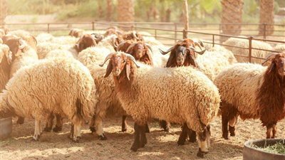 قبل العيد.. تعرف على شروط وأحكام الأضحية (فيديو)