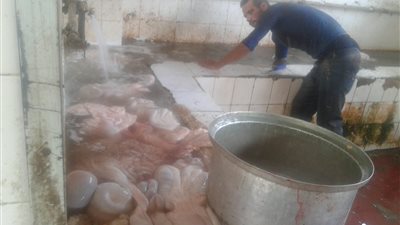 محافظ القليوبية: استقبلنا 425 أضحية بمجازر المحافظة خلال يومي العيد (صور)