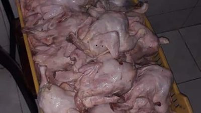 إعدام 250 كيلو لحوم وفراخ متنوعة لتغيرها في الخصائص الطبيعية بالغردقة (صور) 