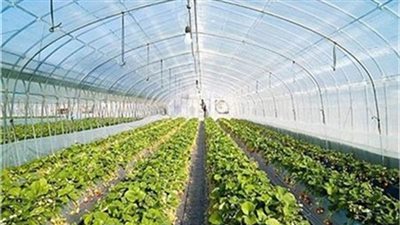 خبير اقتصادي: مشروع الصوب الزراعية يمنع الإحتكار ويضبط الأسعار