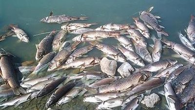 عالم أزهري: صيد الأسماك صعقا بالكهرباء حرام شرعا