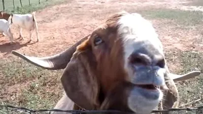 شاهد ماذا حدث لشاب حاول أن يناطح 